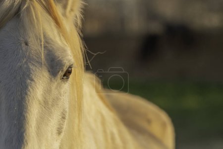 Photo for White Camargue horse in southern France. Horses raised in the wild among Camargue bulls in the ponds of the Camargue. Trained to be ridden by gardians. - Royalty Free Image