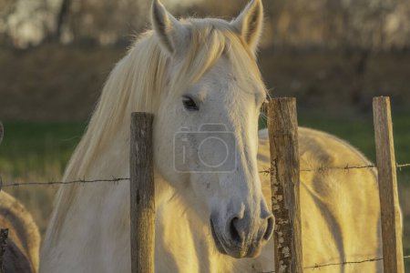 Photo for White Camargue horse in southern France. Horses raised in the wild among Camargue bulls in the ponds of the Camargue. Trained to be ridden by gardians. - Royalty Free Image