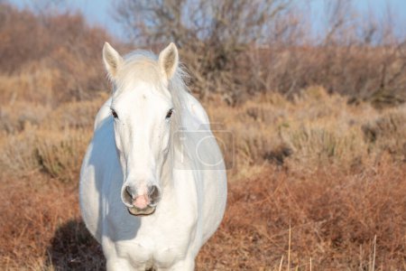 Photo for White Camargue horse in the south of France. Horses raised in the middle of the Camargue bulls in the ponds of the Camargue. Trained to be ridden by gardians. - Royalty Free Image