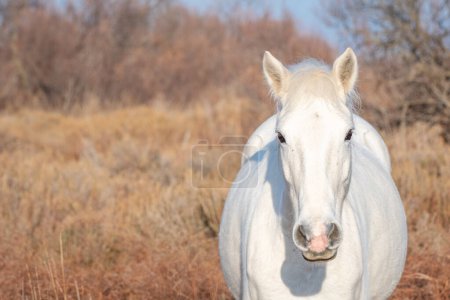 Photo for White Camargue horse in the south of France. Horses raised in the middle of the Camargue bulls in the ponds of the Camargue. Trained to be ridden by gardians. - Royalty Free Image