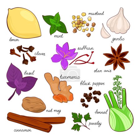 Illustration for Hand drawn set of spices on white background. Vector illustration for culinary projects, branding, logo, menus, packaging, patterns, prints. Tumeric, cinnamon, saffron, anise, basil, fennel, garlic, pepper, cloves and nutmeg and other. - Royalty Free Image