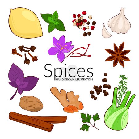 Illustration for Set of spices. Hand drawn vector illustration. Tumeric, cinnamon, saffron, anise, basil, fennel, garlic, pepper, cloves and nutmeg and other. Perfect for use to create culinary or cosmetic projects, branding, logo, menus, packaging, patterns, prints. - Royalty Free Image