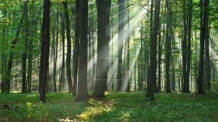 Foto de Silent Forest Chronicles: A Visual Journey Through Whispering Trees and Woodland Adventures - Imagen libre de derechos