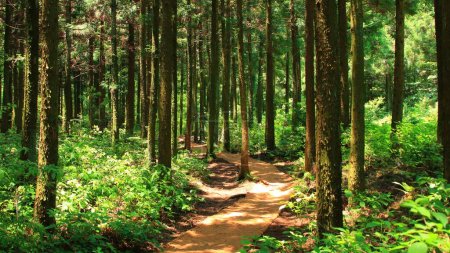Téléchargez les photos : Silent Forest Chronicles : A Visual Journey Through Whispering Trees et Woodland Adventures - en image libre de droit