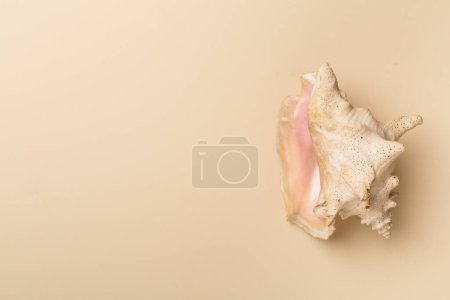 Photo for Sea shell on color background, top view. - Royalty Free Image