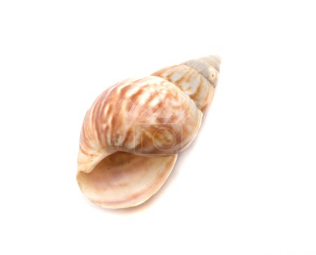 Foto de Seashell aislado en blanco, vista superior. - Imagen libre de derechos