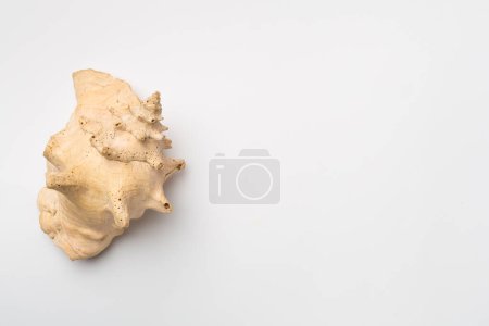 Photo for Sea shell on white background, top view. - Royalty Free Image