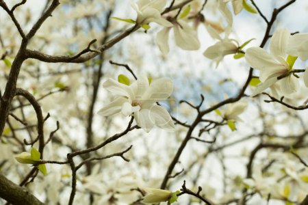 Photo for Beautiful blooming magnolia tree in park - Royalty Free Image