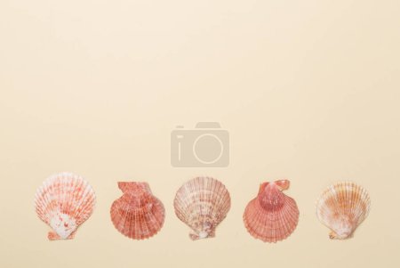 Foto de Conchas de vieira en el fondo de color, vista superior - Imagen libre de derechos
