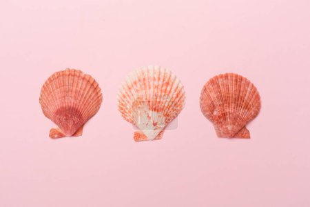 Foto de Conchas de mar sobre fondo de color, vista superior - Imagen libre de derechos