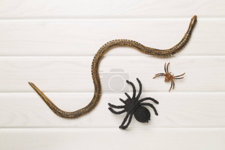 Téléchargez les photos : Serpents et araignées sur fond bois, vue de dessus - en image libre de droit