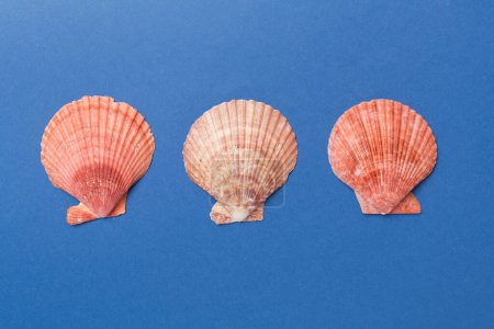 Téléchargez les photos : Coquilles de mer sur fond couleur, vue de dessus - en image libre de droit