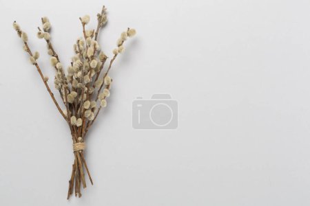 Photo for Pussy willow branches on color background, top, view. Palm Sunday concept - Royalty Free Image