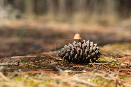 Foto de Seta silvestre creciendo en un cono de pino en un bosque de pinos. - Imagen libre de derechos