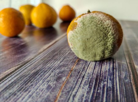 Moldy citrus against the background of quality tangerines on a wooden table. Close up 