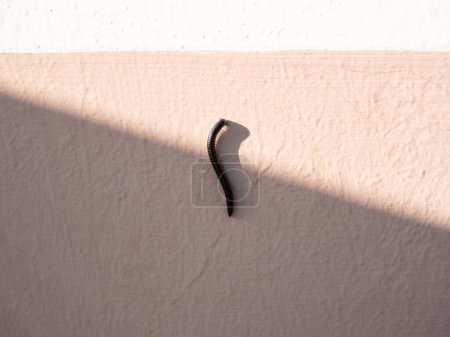 Photo for A thousand feet millipede worm walking on the wall - Royalty Free Image