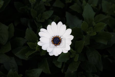 Foto de White daisy flower on a blanket of green leaves, contrasting col - Imagen libre de derechos