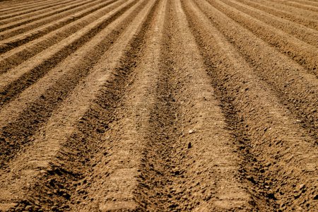 Téléchargez les photos : Crêtes de terre rouge récemment labourée, agriculture durable - en image libre de droit