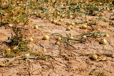 Foto de Plantación de cebolla, cebollas enterradas en el suelo - Imagen libre de derechos