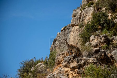 Photo for A little mountain goat climbing up the mountain - Royalty Free Image