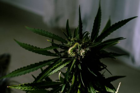 Téléchargez les photos : Ravageur dans la culture de cannabis CBD, chenilles qui attaquent les fleurs - en image libre de droit