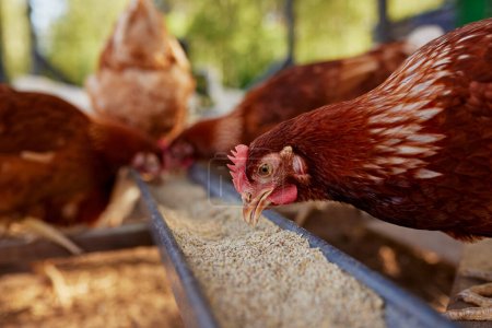 Hühner frisst Futter und Getreide auf Öko-Hühnerfarm, Freilandhühnerfarm