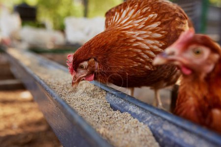 Téléchargez les photos : Poulet mange des aliments pour animaux et des céréales à la ferme de poulet éco, élevage de poulet en plein air - en image libre de droit
