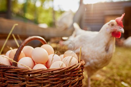 Landwirt hält Ziege mit Eiern in Hühnerfarm, Freilandhaltung Hühnerfarm