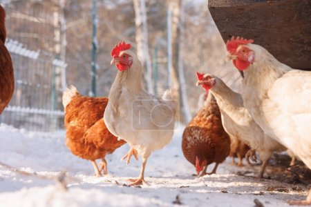 pollo caminando en una granja de aves de corral ecológica en invierno, granja de pollo de campo libre
