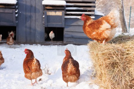 Téléchargez les photos : Poulet mange des aliments pour animaux et des céréales sur l'exploitation avicole écologique, ferme avicole en plein air - en image libre de droit