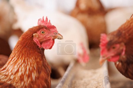 poulet mange des aliments pour animaux et des céréales à la ferme de poulet éco, élevage de poulet en plein air