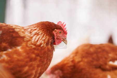 Téléchargez les photos : Poulet mange des aliments pour animaux et des céréales à la ferme de poulet éco, élevage de poulet en plein air - en image libre de droit