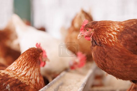 Hühner frisst Futter und Getreide auf Öko-Hühnerfarm, Freilandhühnerfarm