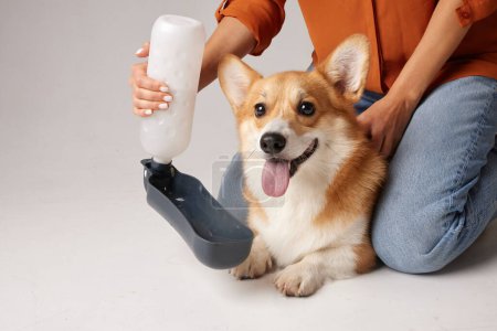 Téléchargez les photos : Corgi chien boit de l'eau dans un bol d'eau pour chiens, prenant soin des animaux - en image libre de droit