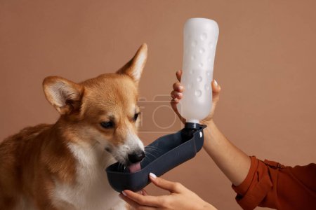 le chien étouffe sa soif et boit l'eau du bol d'eau de l'animal,