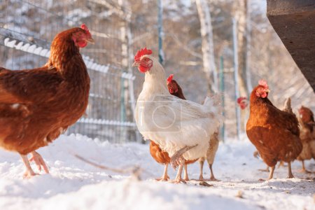 poulet marchant dans une ferme de volaille écologique en hiver, élevage de poulets en plein air