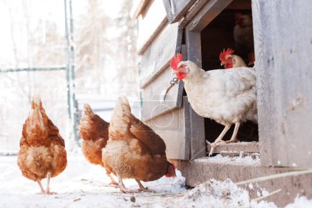 pollo caminando en una granja de aves de corral ecológica en invierno, granja de pollo de campo libre