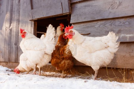 Hühner auf einem Öko-Geflügelhof im Winter, Freilandhaltung