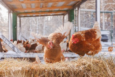 Hühner fressen Futter und Getreide auf Öko-Geflügelfarm, Freilandgeflügelfarm