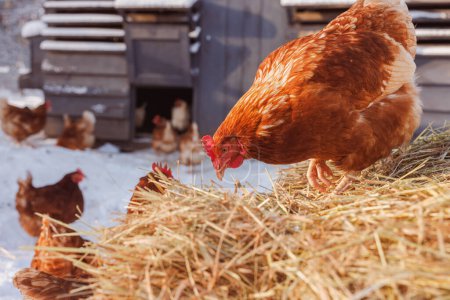 poulet mange des aliments pour animaux et des céréales sur l'exploitation avicole écologique, ferme avicole en plein air