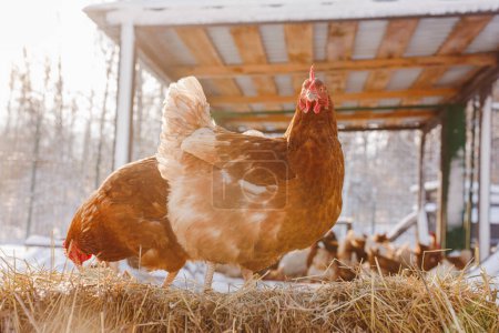 chicken eats feed and grain on eco poultry farm, free range poultry farm