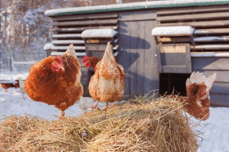 pollo come pienso y grano en granja de aves de corral ecológica, granja de aves de corral de libre distribución