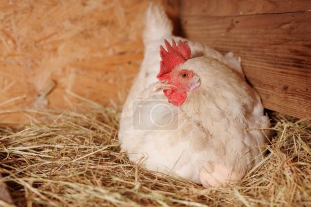 ?ufs d'incubation de poules pondeuses rouges dans un nid de paille à l'intérieur d'un poulailler en bois, élevage de poulets en plein air