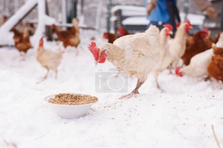 chicken eats feed and grain at an eco-poultry farm in winter, free-range chicken farm