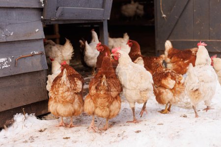 chicken walking on an eco-poultry farm in winter, free-range chicken farm