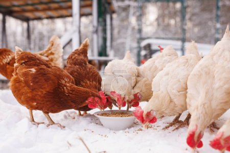 Hühner fressen im Winter Futter und Getreide auf einem Öko-Geflügelhof