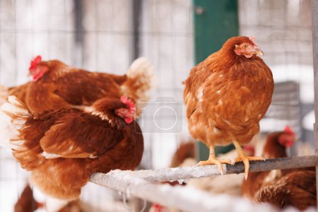 Fermeture d'une ferme d'élevage de volailles écologiques en hiver, élevage de poulets en plein air