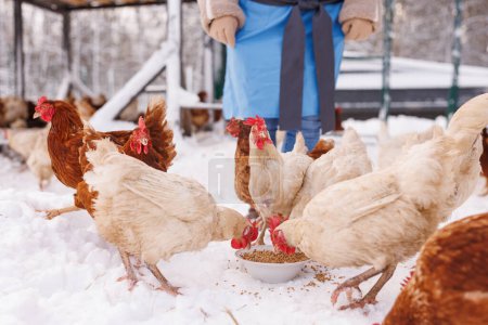 Hühner fressen im Winter Futter und Getreide auf einem Öko-Geflügelhof