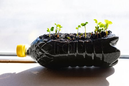 plastic bottle with grown plants, Recycling and sustainability at home