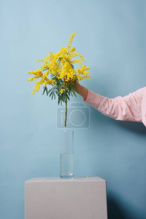girl holds a mimosa branch in her hand and puts it in the water, spring concept